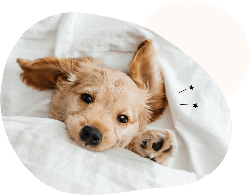 昼寝する犬