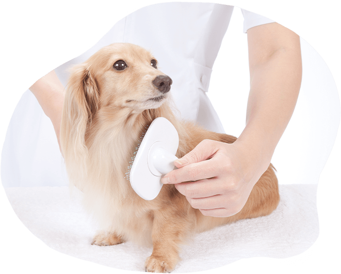 犬のブラッシング