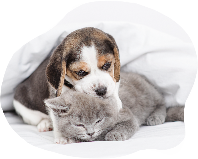くつろぐ犬と猫